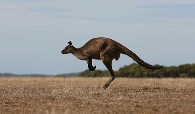 Kangaroo Island: Wildlife Paradise