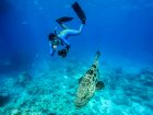 Lizard-Island_Great-Barrier-Reef_Free-Diving-Cod - Click to view larger version
