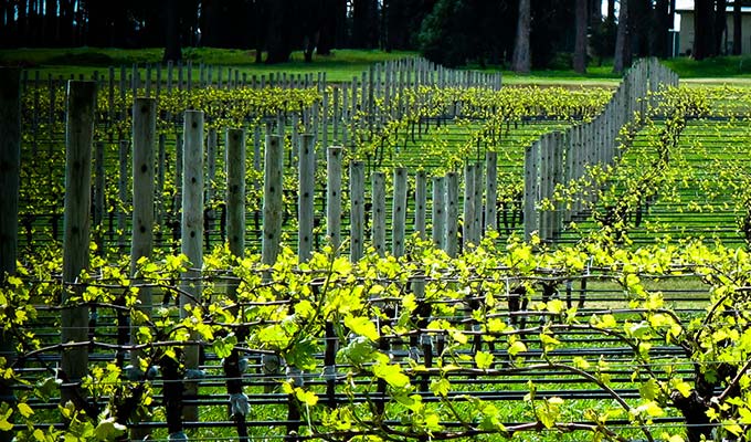 Pure expression of the vines...