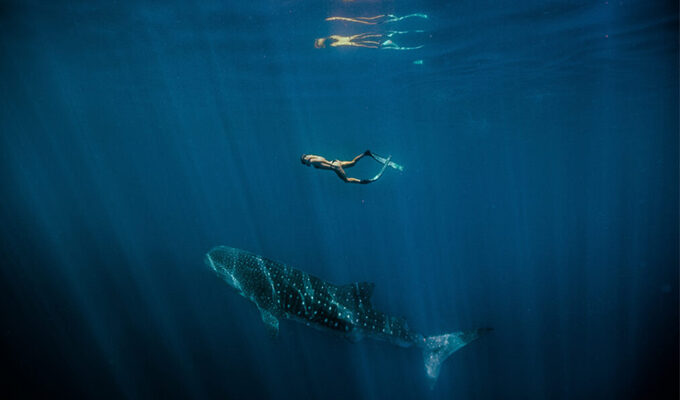 Swimming With Whale Sharks
