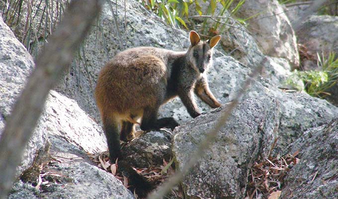 Wallaby Walkabout
