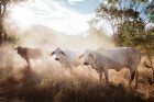 Mt-Mulligan-Lodge_Northern-Outback-Queensland_Cattle-Station - Click to view larger version