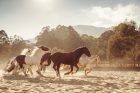 Emirates-One&Only-Wolgan-Valley_Blue-Mountains_Horses - Click to view larger version