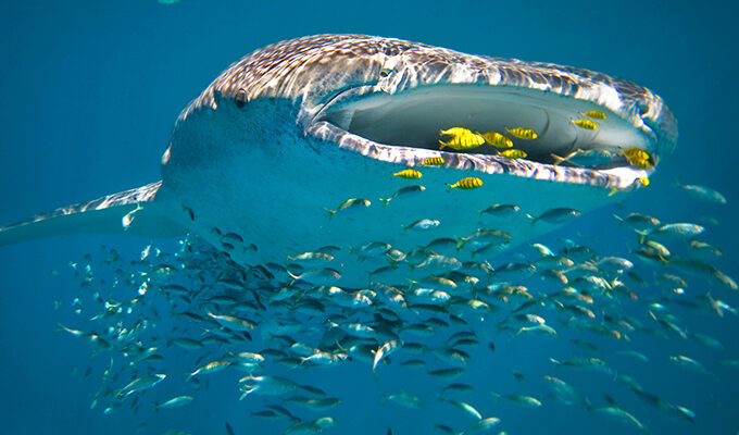 Best Time To Swim With Whale Sharks
