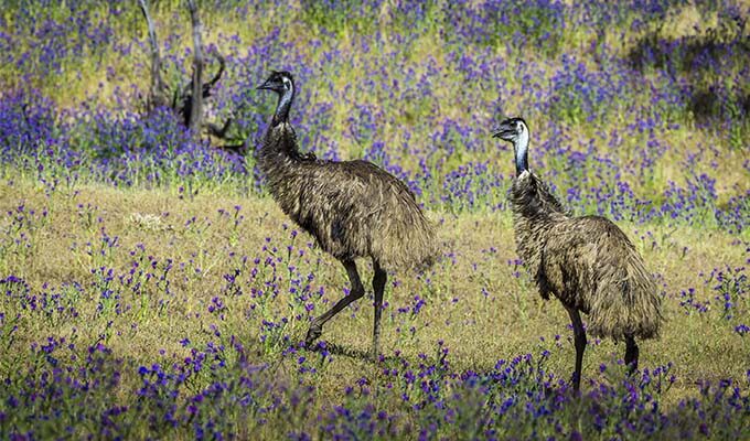 Ikara – Flinders Ranges Spring Season