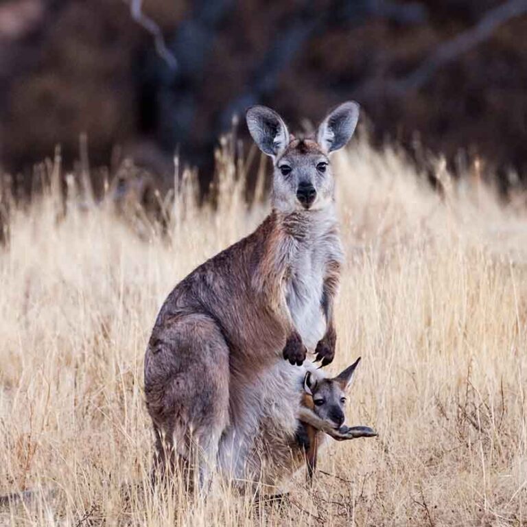 Flinders Ranges For Families