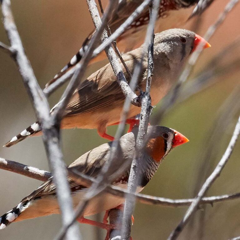 Red Centre Birdwatching