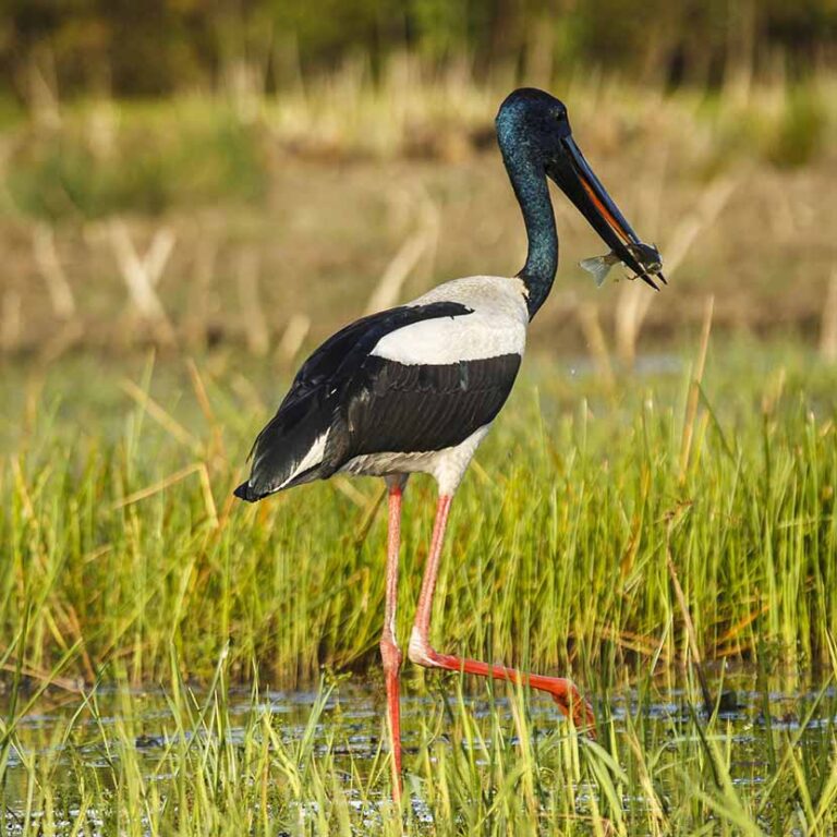 Top End Birdwatching