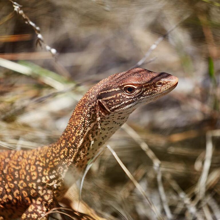 Wildlife Spotting /n The Red Centre