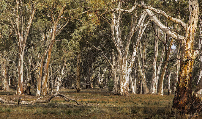 Rewilding The Outback