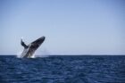 Sal-Salis_Ningaloo-Reef_Humpback-Whale - Click to view larger version