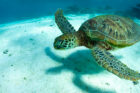 Sal-Salis_Ningaloo-Reef_Turtle-Snorkel - Click to view larger version
