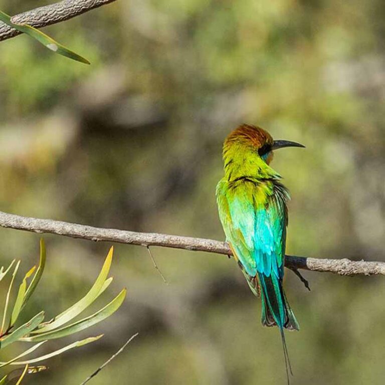 El Questro Birdwatching Tour