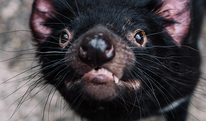 Why Is The Tasmanian Devil Endangered?
