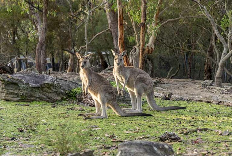 Luxury Lodges of Australia Training Podcast (with subtitles)