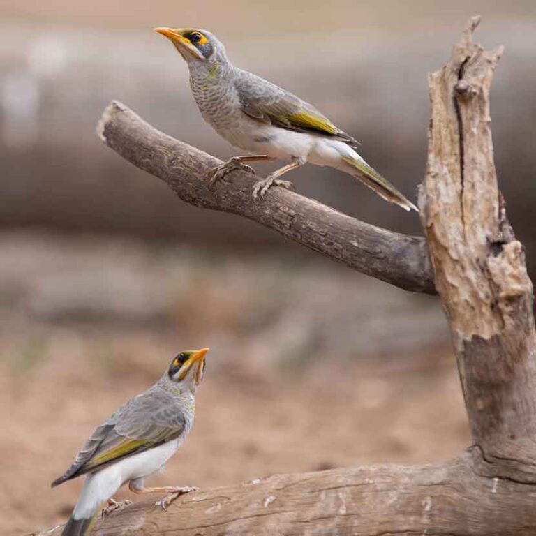 Wildlife Observation Hide