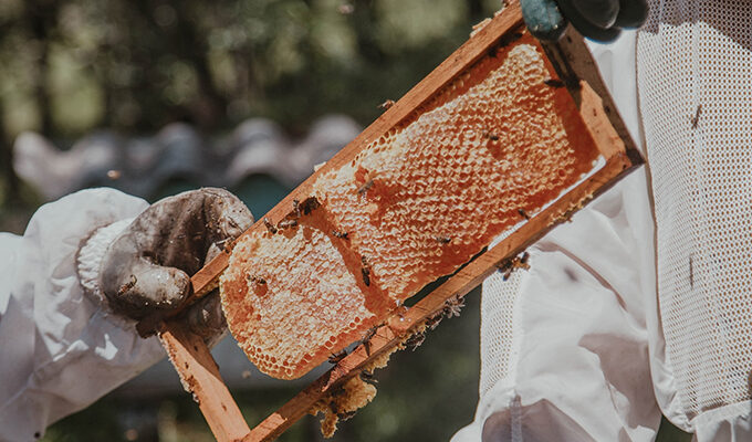 Beekeeping & Honey Extraction Class