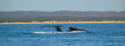 Sal-Salis_Ningaloo-Reef_Whale-Camp_LLoA - Click to view larger version