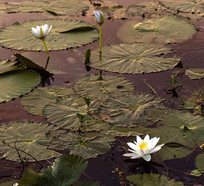 Summer at Bamurru Plains