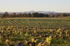 The-Louise_Barossa-Valley_Vineyard-View_cGeorge-Apostolidis - Click to view larger version