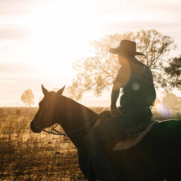 Australian Stockhorse Experience