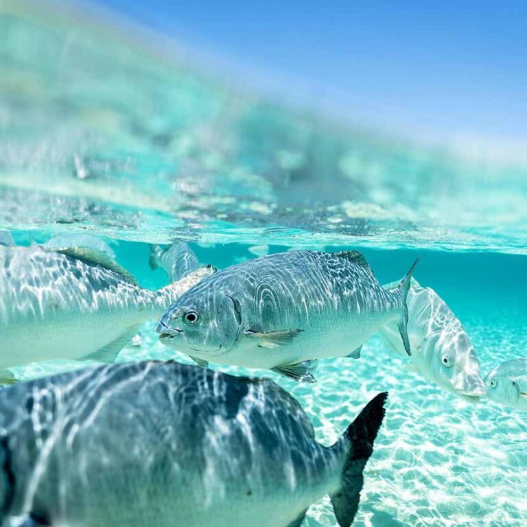 Fish Feeding At Ned’s Beach