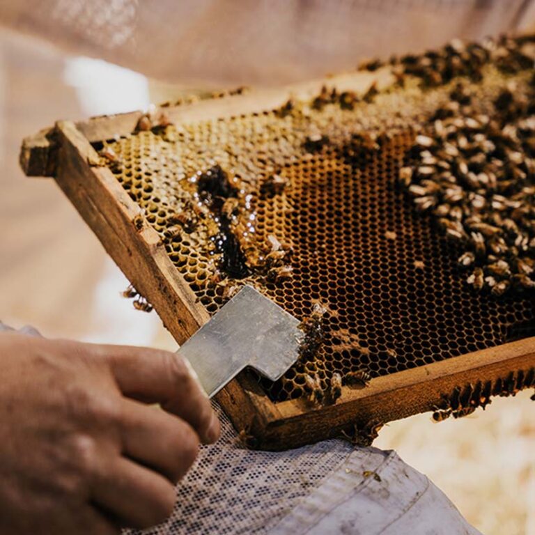 Beekeeping & Honey Extraction Class