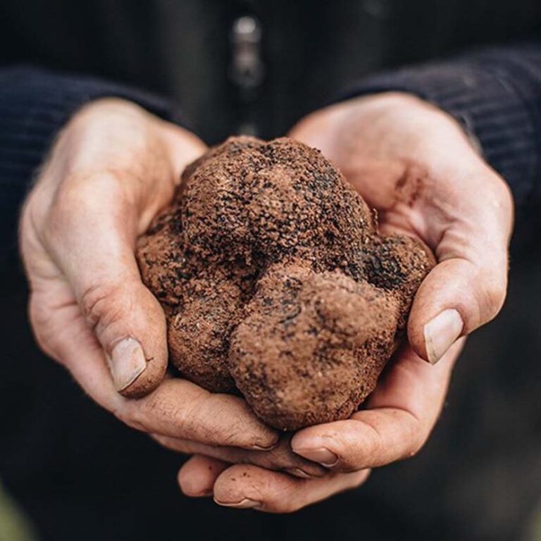 Black Cat Truffle Hunt & Lunch