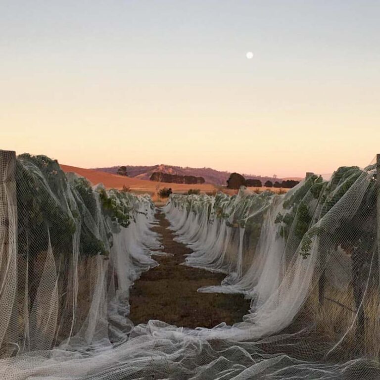 Cellar Door Tours /n Daylesford