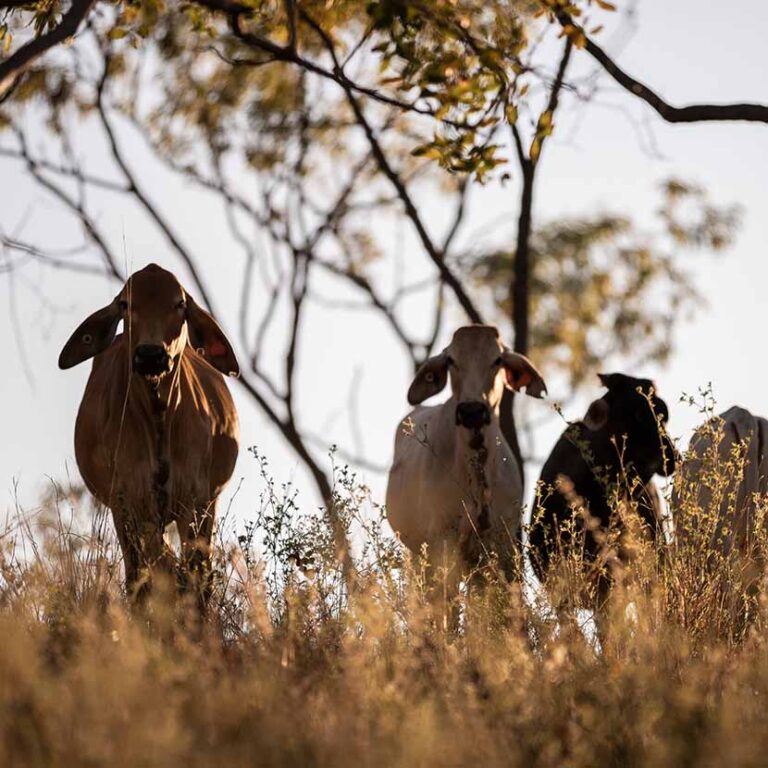 Cattle Mustering at Mt Mulligan Lodge