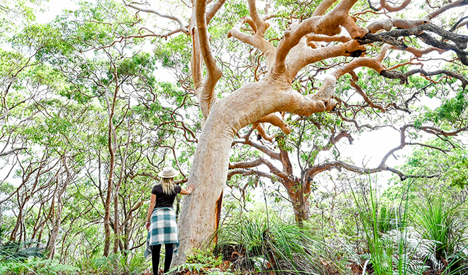 Bespoke Private Guided Bushwalk – NSW Bouddi National Park