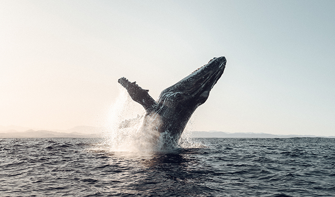 New Whale Watching Tour: An Exclusive Experience at Pretty Beach House