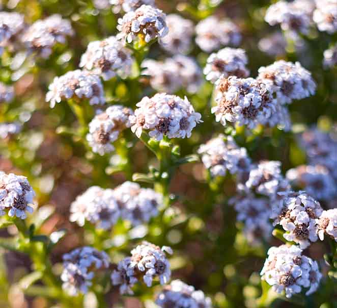 Spring at Southern Ocean Lodge