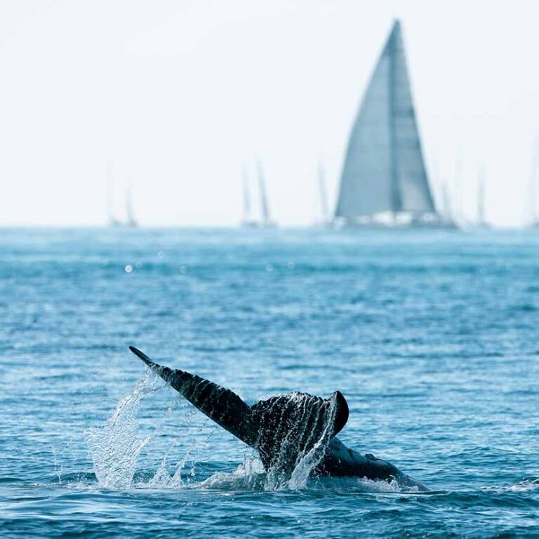 Whale Season /n The Whitsundays