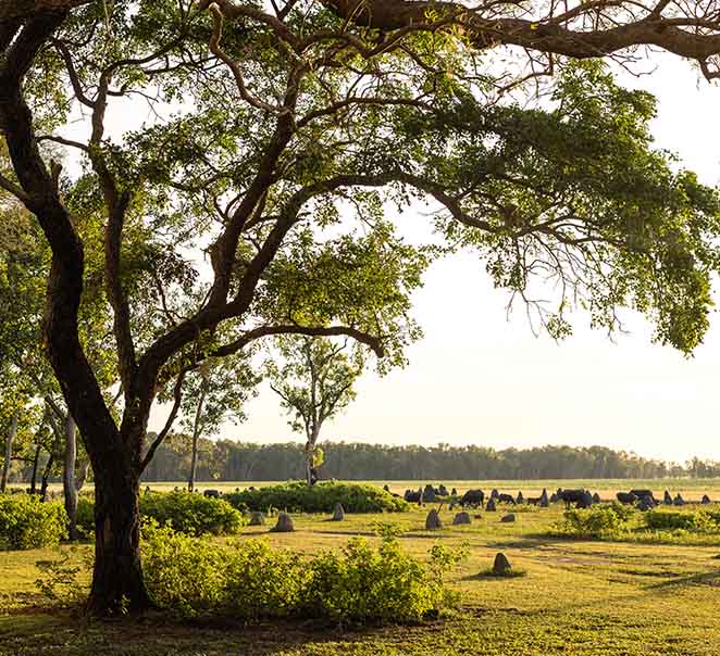 Spring at Bamurru Plains