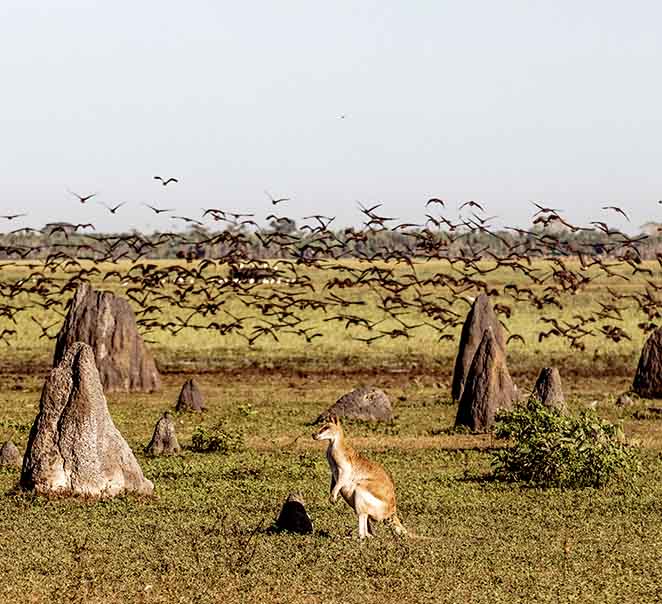 Autumn at Bamurru Plains