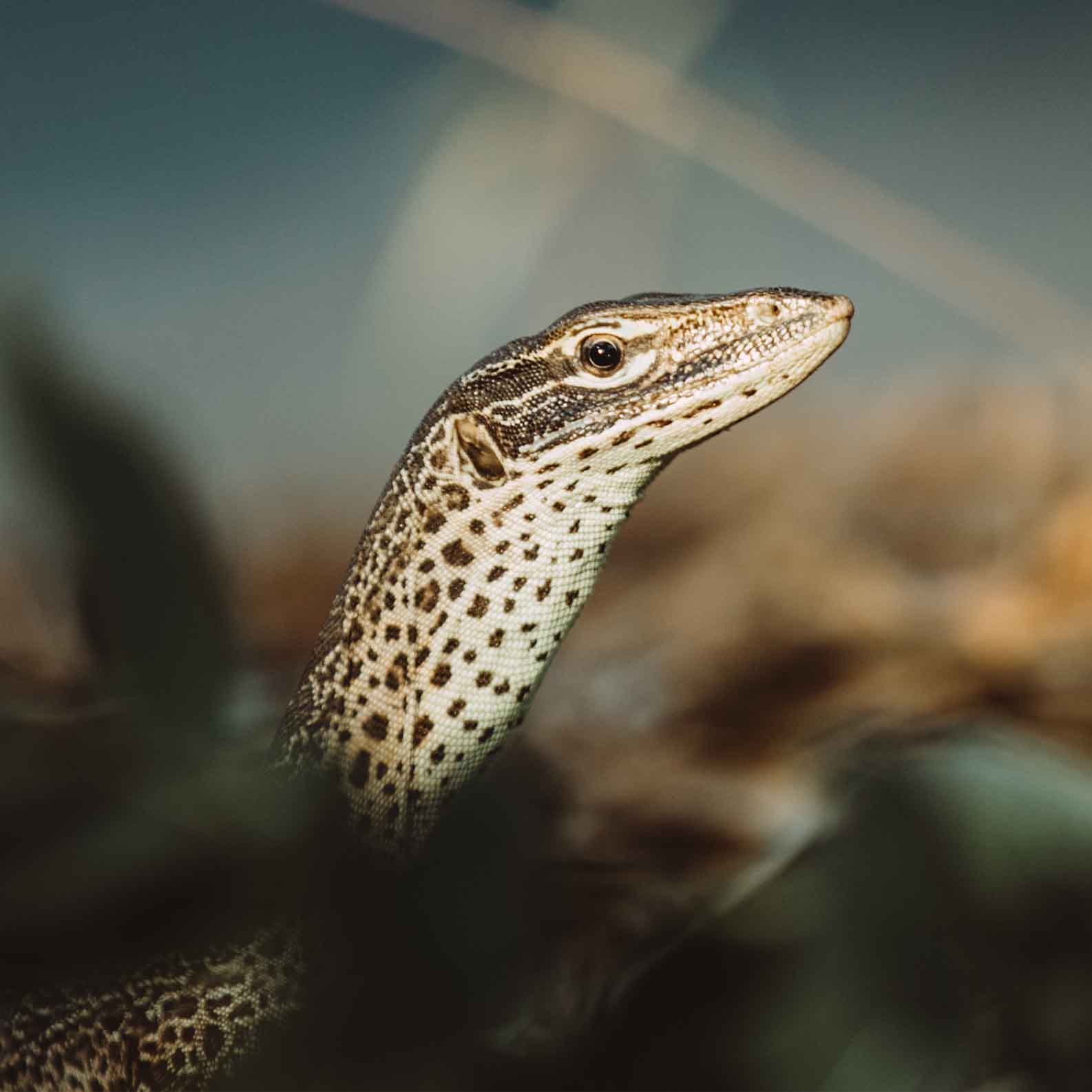 Lizard Island people & purpose - Luxurylodgesofaustralia.com.au