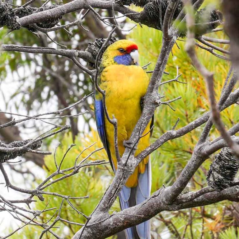 Birdwatching /n Southwest Tasmania