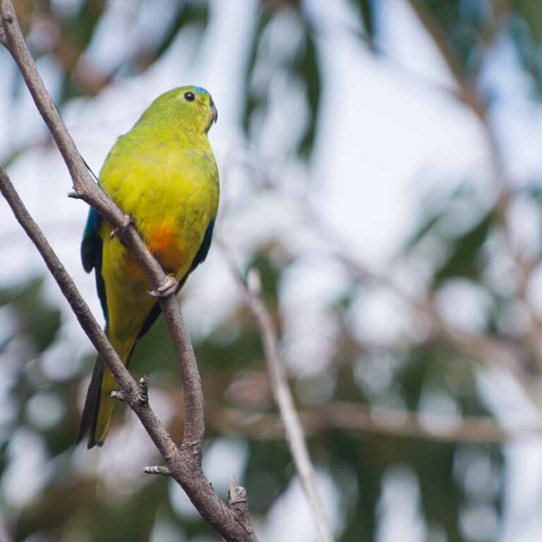 Orange-Bellied Parrot Experience