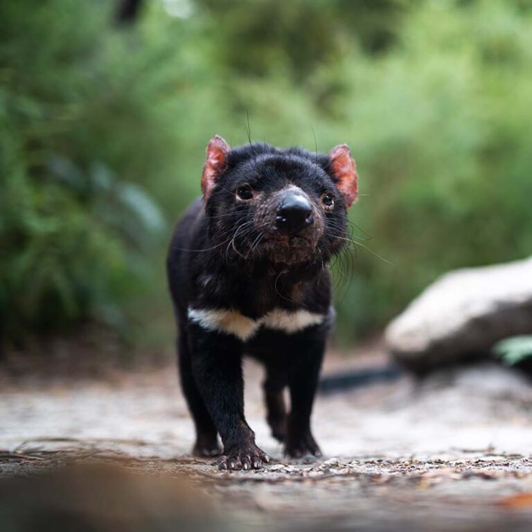 Tasmanian Devil Experience