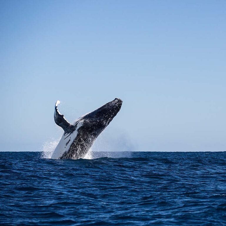 Swimming With Humpback Whales