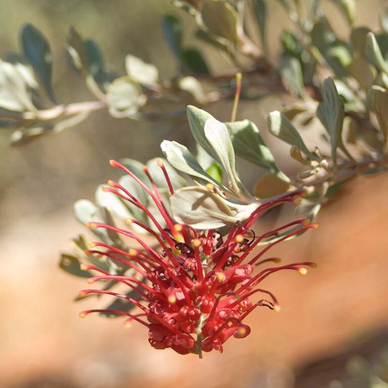 Wildflowers