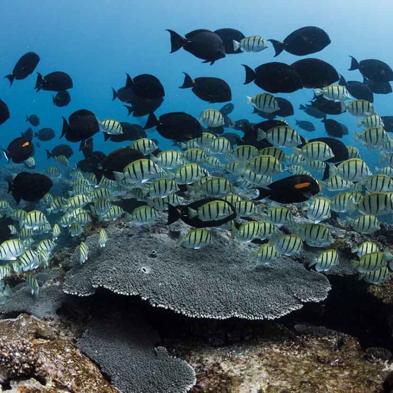 Ningaloo Reef Experiences