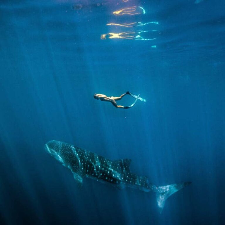 Swimming With Whale Sharks