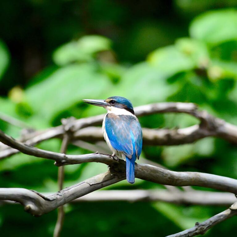 Birdwatching & Photography /n The Daintree