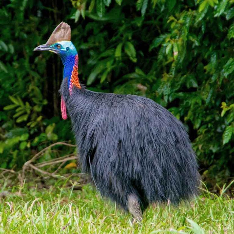 Wildlife Safari /n The Daintree