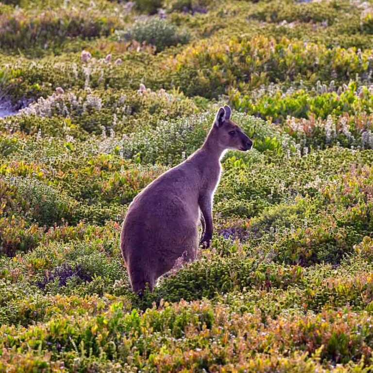 Wildlife Spotting On Kangaroo /sland