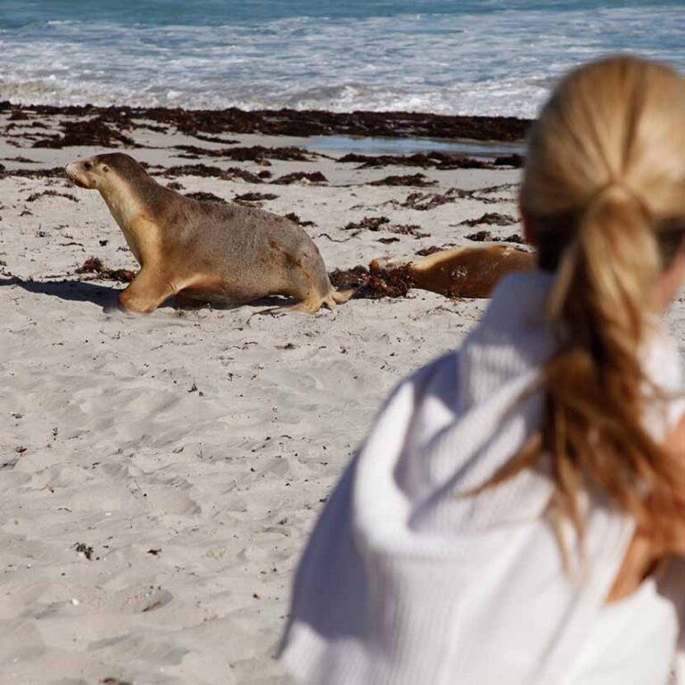 Seal Bay Safari