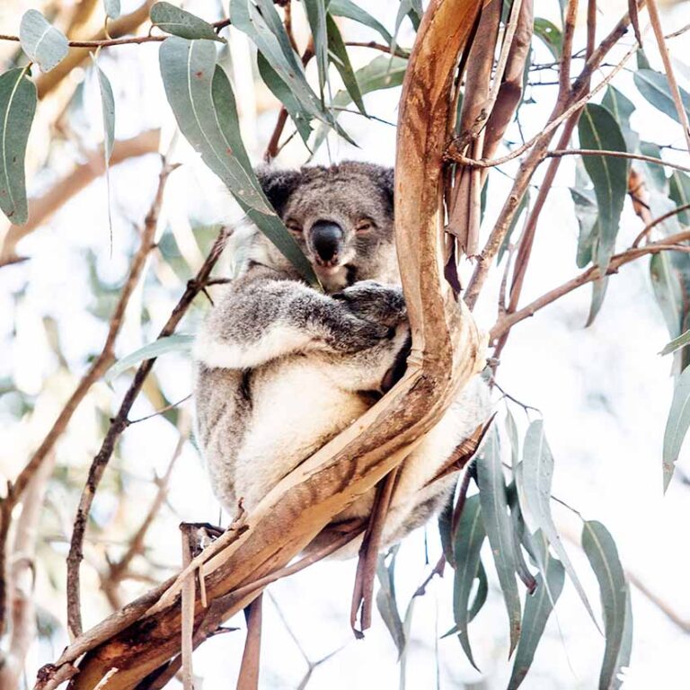 Koalas and Kangas