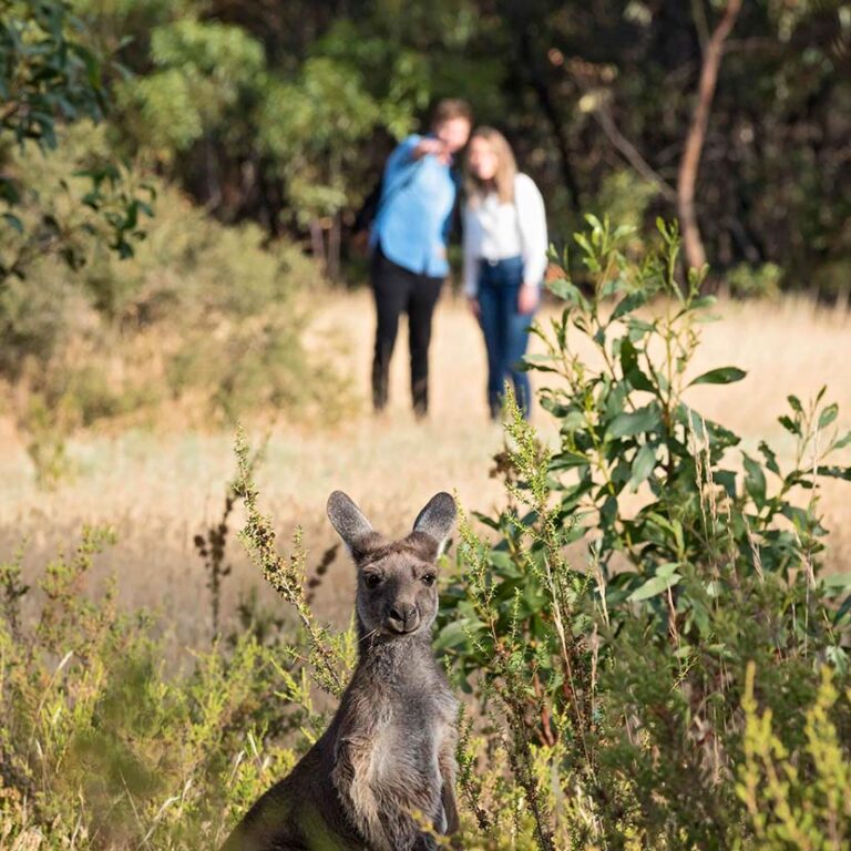Breakfast With The Roos